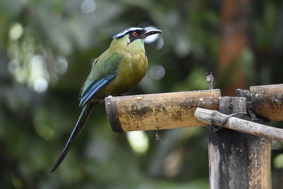 Close-up of bird perching on branch