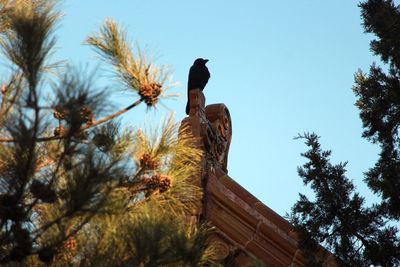 Low angle view of bird perching on plant against sky