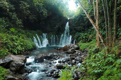 Scenic view of waterfall in forest