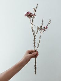 Close-up of hand holding flower over white background