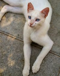 High angle portrait of cat sitting on tiled floor