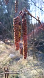 Close-up of ice cream hanging on branch