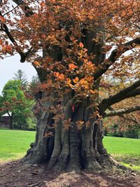 Trees in park during autumn