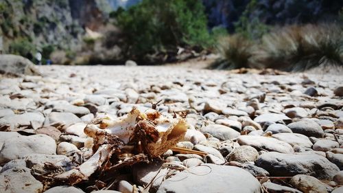 Surface level of pebbles