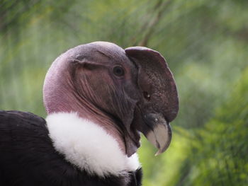 Close-up of condor at nogeyama zoo
