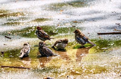 Ducks in a lake