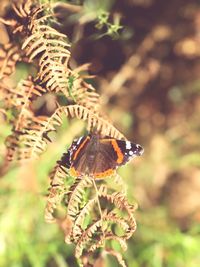 Close-up of butterfly on plant