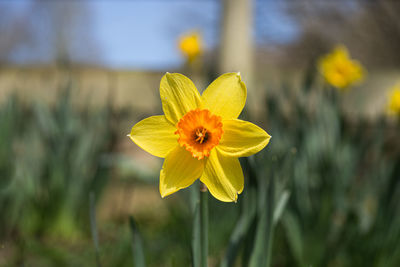 Close-up of yellow flowering plant