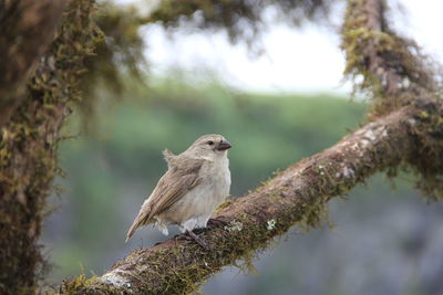 Bird perching on a tree