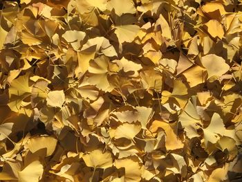 Full frame shot of autumn leaves