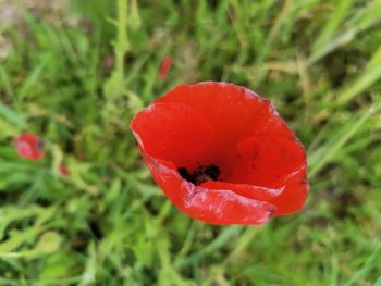 Close-up of red poppy flower