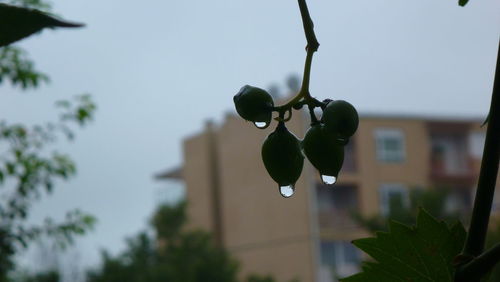 Close-up of plant