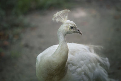 Close-up of peacock