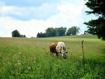 Cows in a field