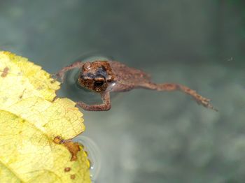 Close-up of frog