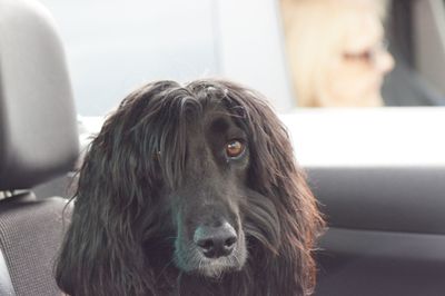Close-up portrait of a dog at home
