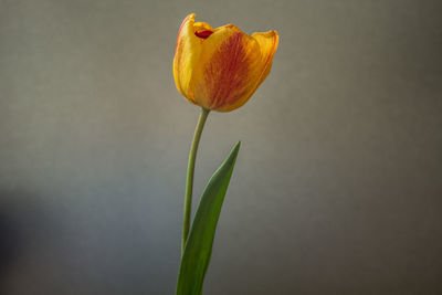 Close-up of orange tulip against white background