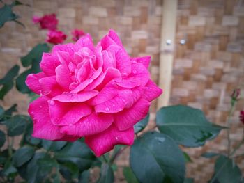 Close-up of pink rose