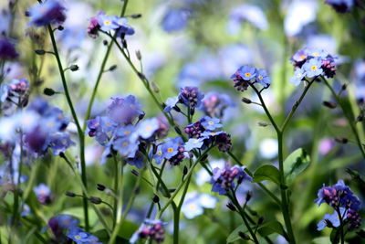 Close-up of flowers