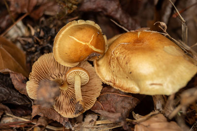 Close-up of mushrooms growing on field