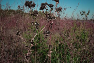 Close-up of flower growing on field against sky