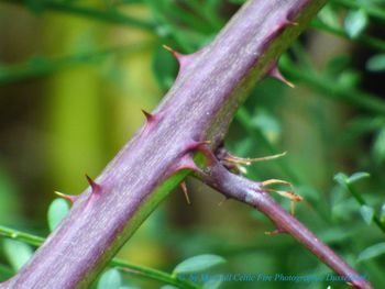 Close-up of lizard on plant