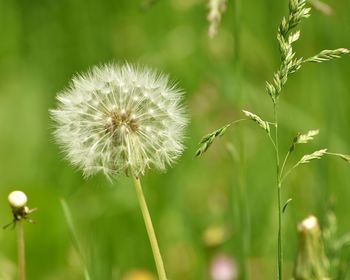Close-up of dandelion