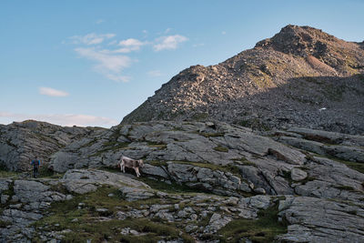 A cow is running away from her owner inside the mountain