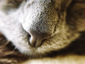 Close-up of cat sleeping