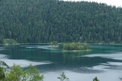 Scenic view of lake in forest