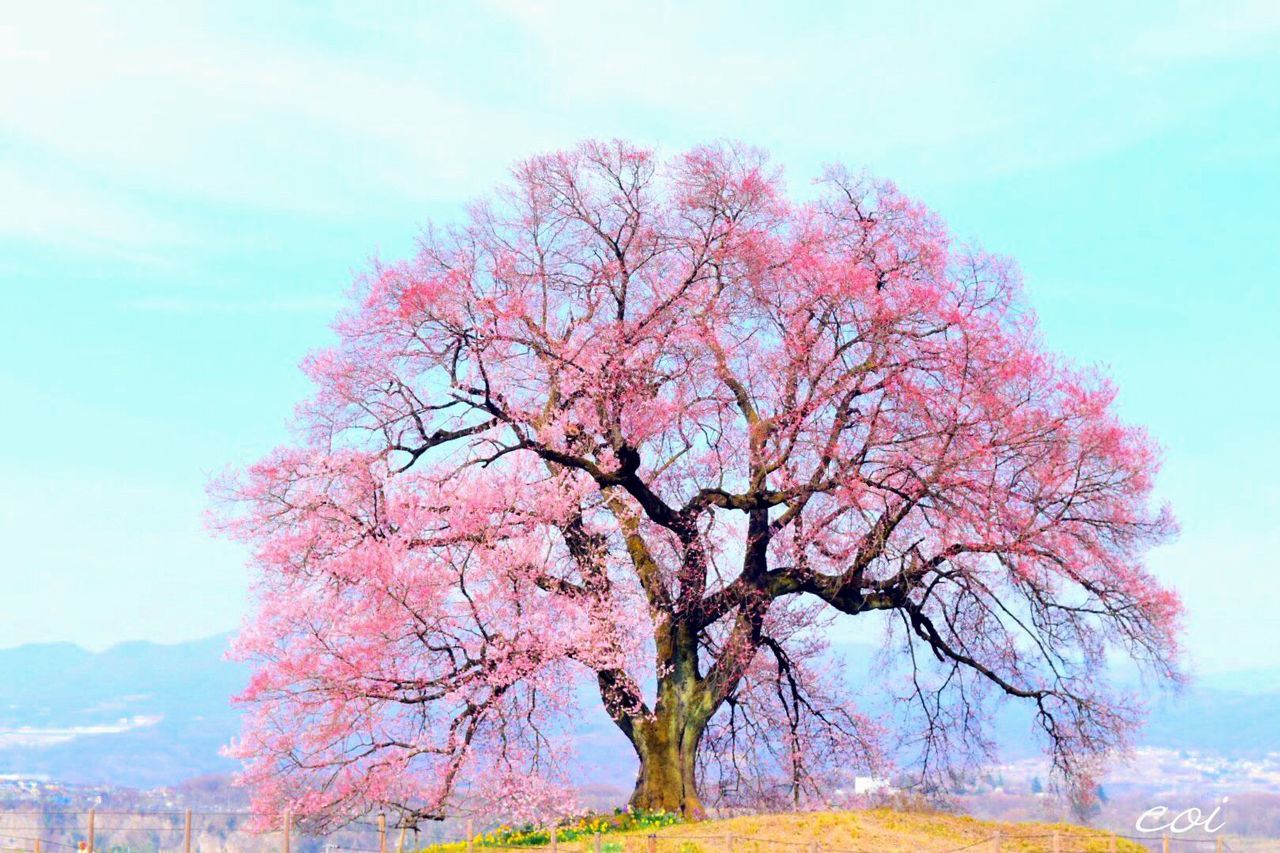 tree, branch, sky, beauty in nature, nature, bare tree, tranquility, growth, scenics, tranquil scene, autumn, flower, low angle view, pink color, landscape, season, day, no people, single tree, outdoors