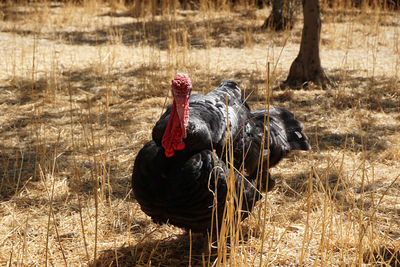 Turkey view in the field...