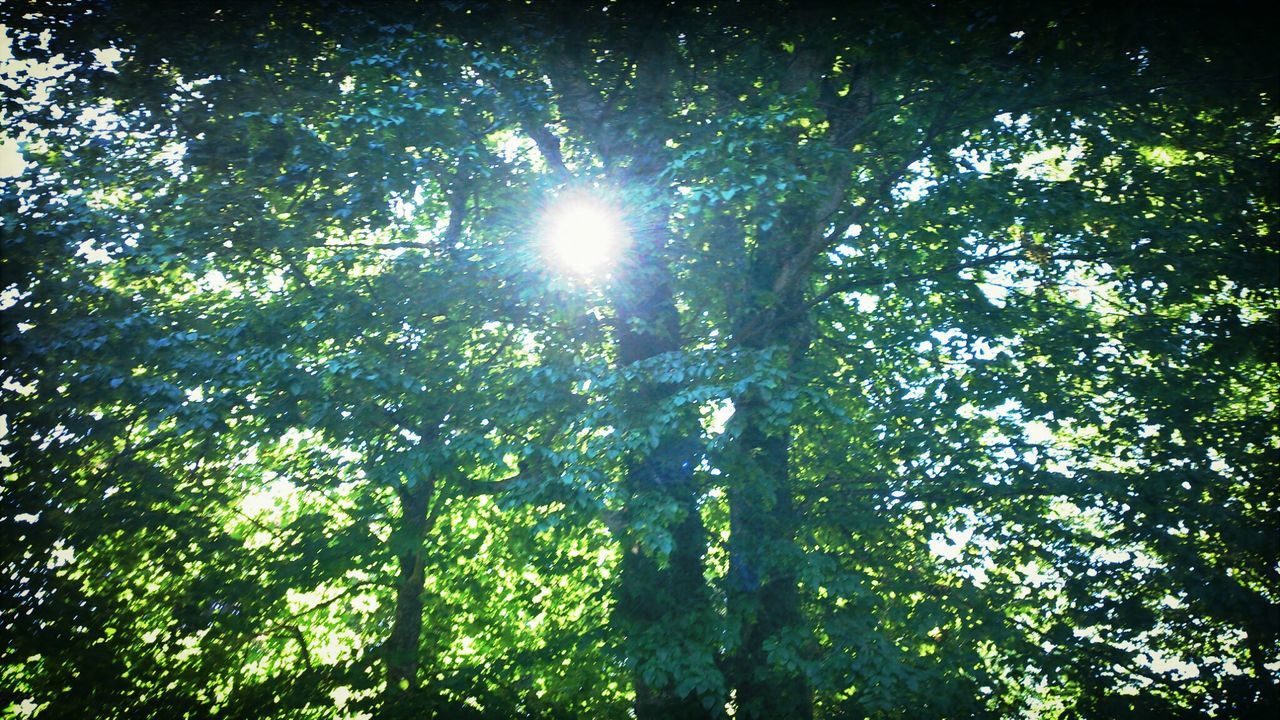 tree, low angle view, growth, tranquility, night, branch, nature, beauty in nature, green color, forest, sunlight, scenics, sky, tranquil scene, outdoors, no people, sun, lens flare, lush foliage