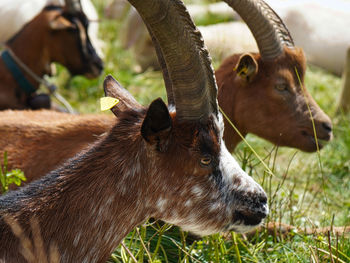 Close-up of goats on field