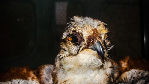 Close-up of peacock