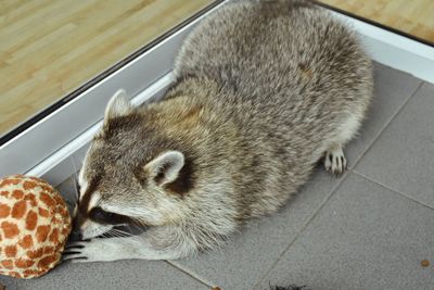 High angle view of cat resting on floor