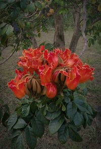 Close-up of red flowers