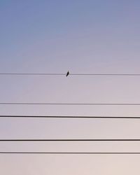 Low angle view of birds perching on cable