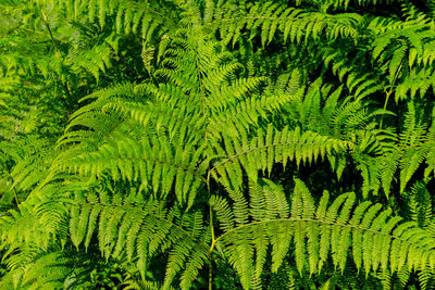 Large fern leaf. plants in the mountain concept
