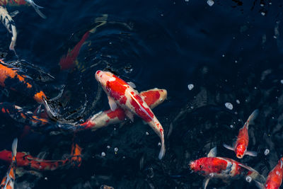 Koi swimming in a water garden,fancy carp fish,koi fishes,koi fish swim in pond.