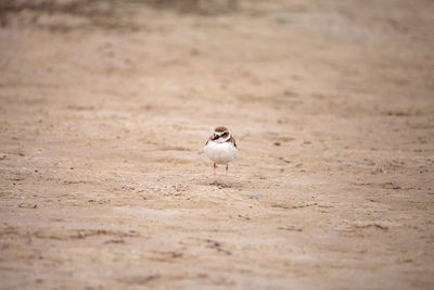 Close-up of bird perching on land