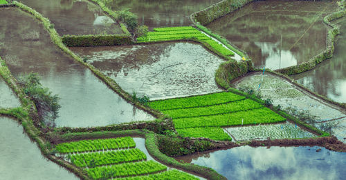 High angle view of agricultural field by lake