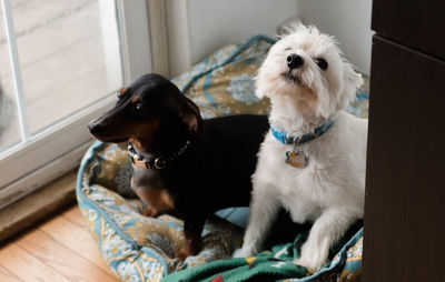 Close-up of dogs sitting at home