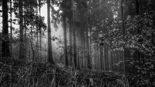 Trees in forest