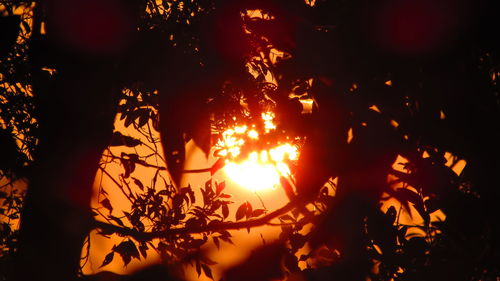 Low angle view of tree against sky at night