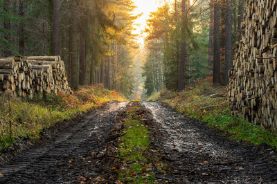 Dirt road amidst trees in forest