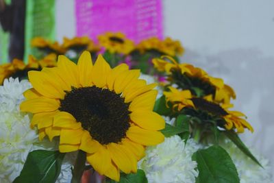 Close-up of sunflowers blooming outdoors