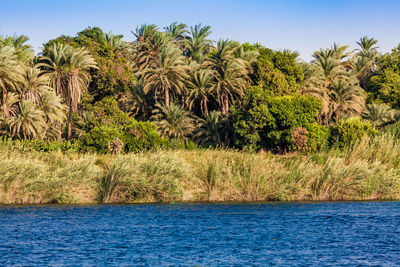 Scenic view of palm trees on land against sky