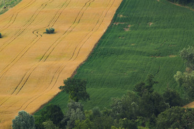 High angle view of agricultural field