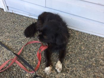 High angle view of dog